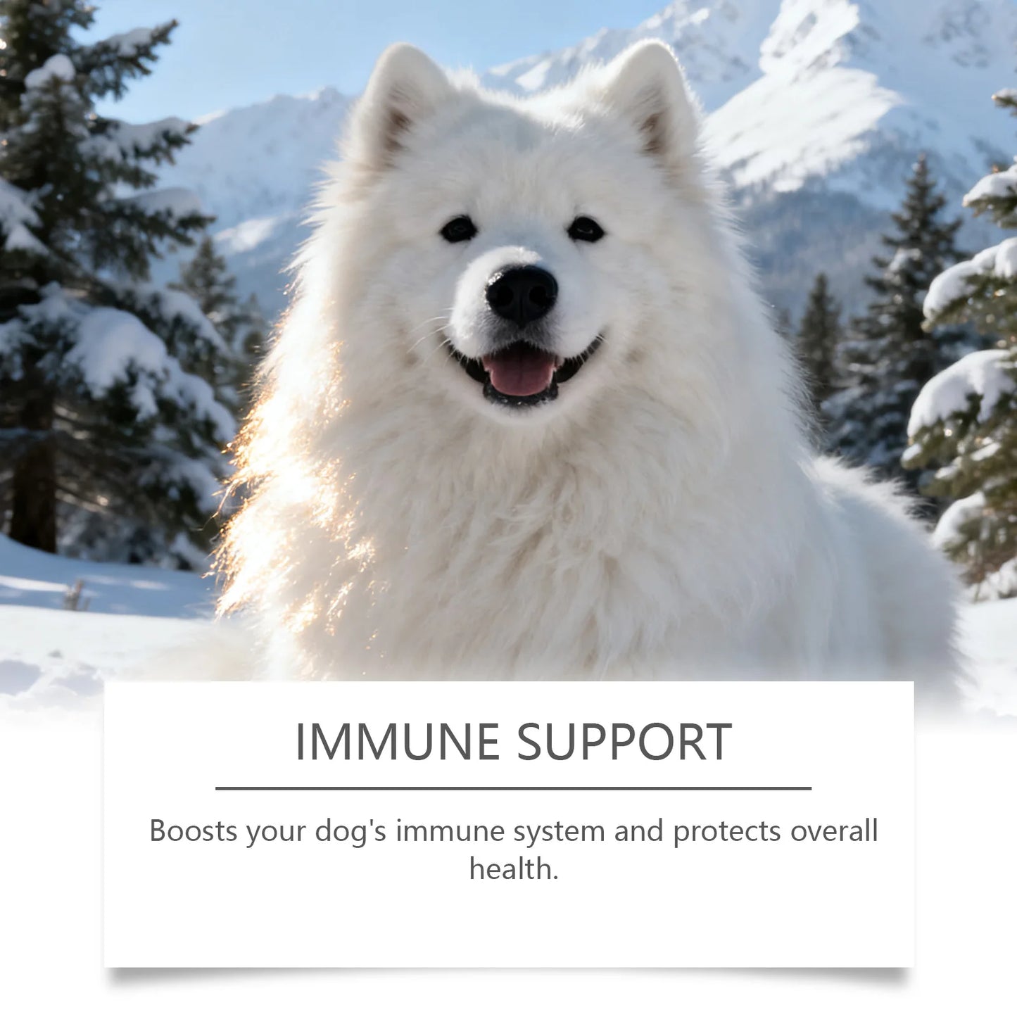 Collagen Drops for Dogs Only - Cares for Dog's Body, Gentle Formula, Nourishes Fur Health, Supports Joints, Skin & Bone Health